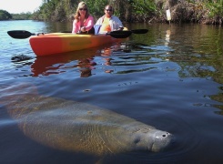 Manatee Park