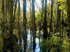 Six Mile Cypress Slough Preserve