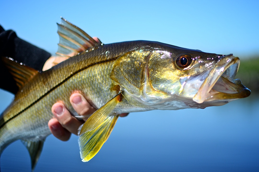 Florida Snook Fishing » Divine Naples