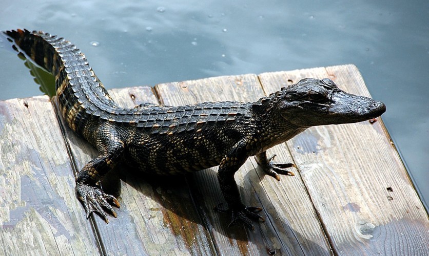 Audubon Corkscrew Swamp Sanctuary