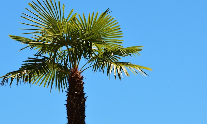 Palms a Versatile Tree » Divine Naples