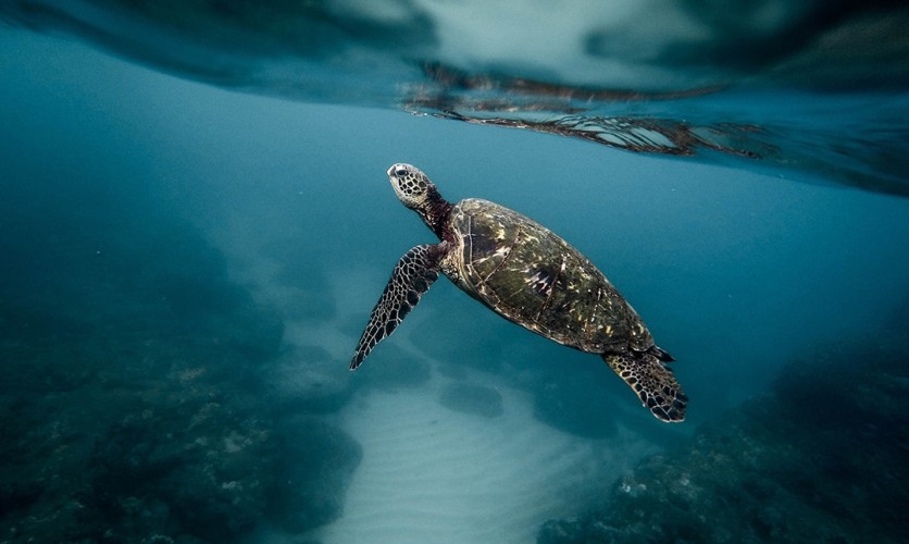 The Kinds of Turtles You Can See in Naples, FL