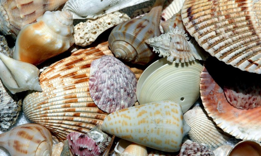 Collecting Seashells in Naples, FL » Divine Naples