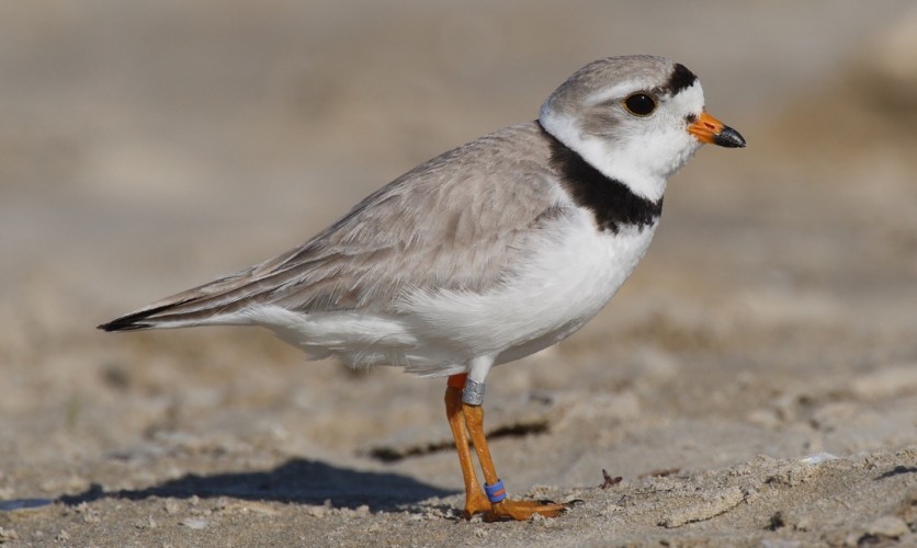 A Bird’s Journey to Southwest Florida