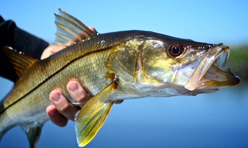 Florida Snook Fishing » Divine Naples