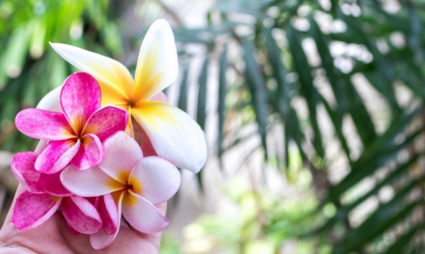 Massage Spas in Naples Florida